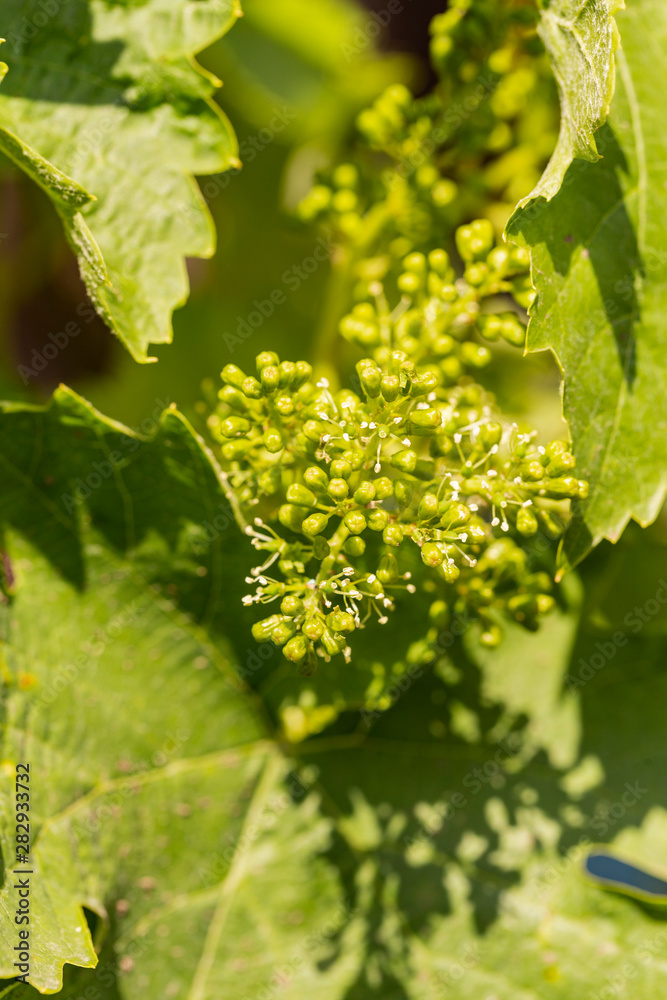 Viticulture - flowers of the vine. Wine-making. Technology of wine production. Wine production in Moldova. Viticulture - flowers of the vine. Wine-making. Technology of wine production. Wine production in Moldova.