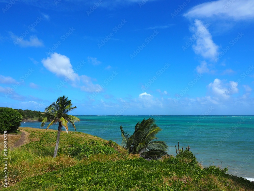 palm tree on tropical beach blue water Martinique