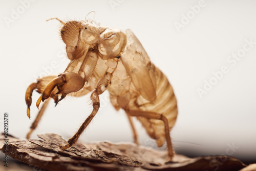 Moulting cicada on tree white background