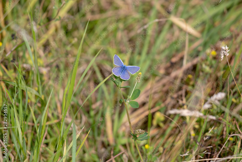 Little Blue Butterfly Little Blue Butterfly