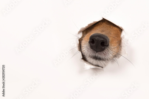 Dog nose sticking through a white background with copy space