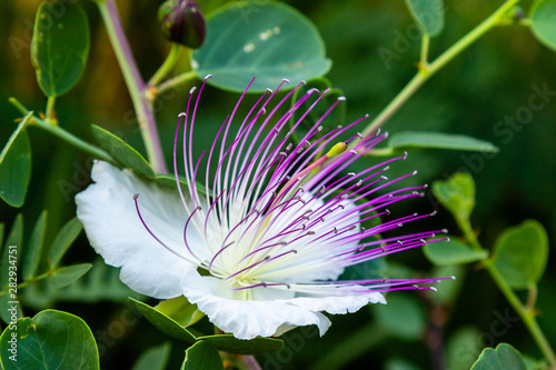 Close up on flowers of caper shrub (capparis spinosa). Purple and white flowers of caperous spiny. Capparis spinosa, the caper bush, also called Flinders rose. Exotic flowers. photo