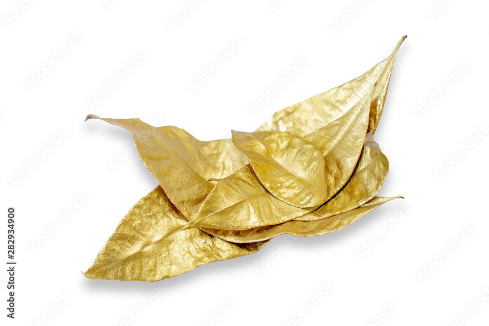 Fototapeta premium Golden dry laurel leaves isolated on white background. Flat lay, top view minimal concept. Copy space. Autumn fall vibes. Christmas decor design element. Botany herbarium
