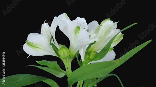 Time-lapse of growing, opening and rotating white Peru lily 2a3 in RGB + ALPHA matte format isolated on black background photo