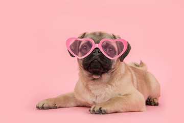 Cute young pug dog wearing pink heart shaped sunglasses lying down on a pink background
