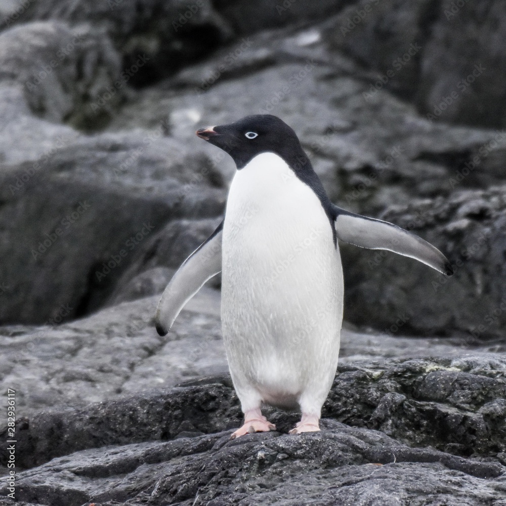 Naklejka premium manchots d'adélie antarctique