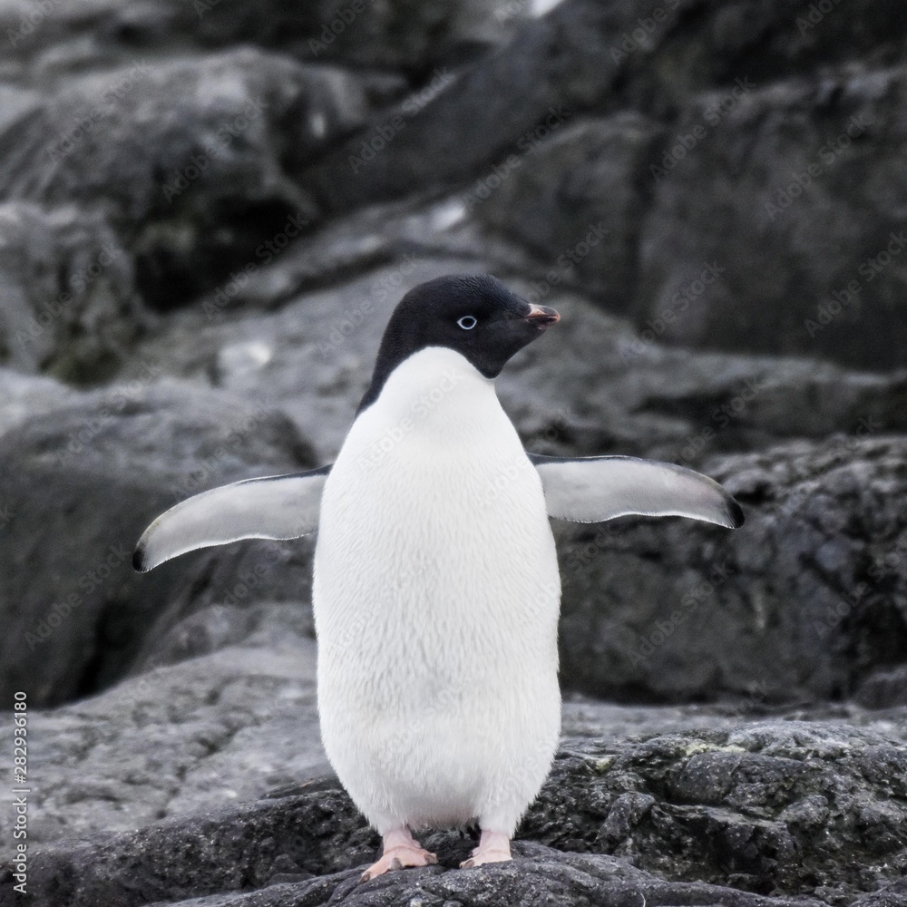 Obraz premium manchots d'adélie antarctique