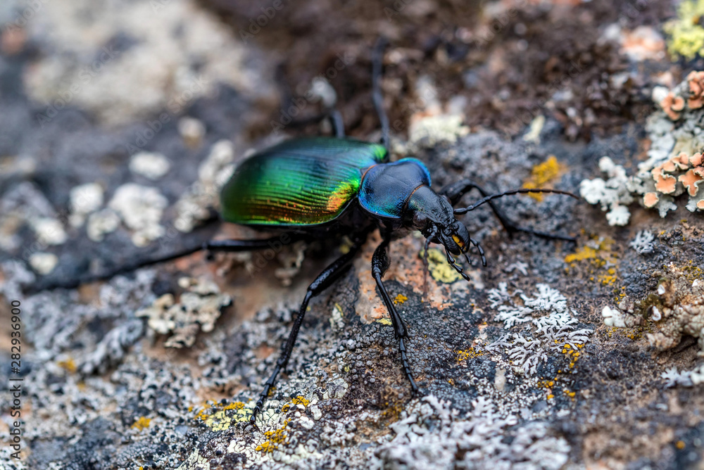 Rare Galosoma sycophanta bettle on moss covered stone close up Rare Galosoma sycophanta bettle on moss covered stone close up