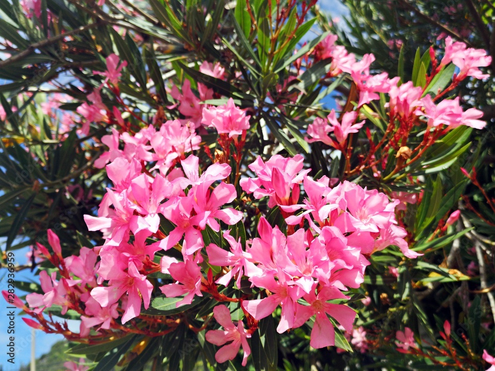 Pink oleander flowers in the garden Pink oleander flowers in the garden