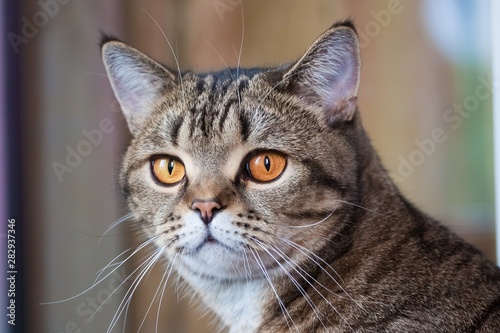 scottish straight tabby female beautiful cat with orange eyes looks attentively ahead on blurred gray background, pure breed