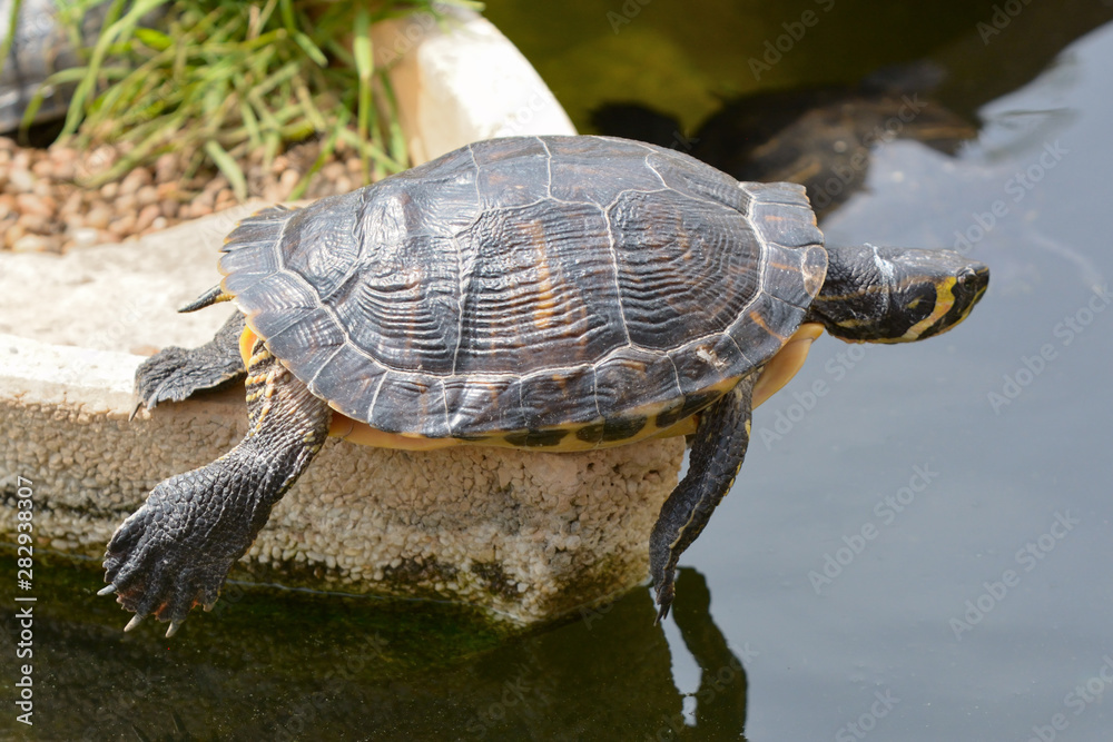 Obraz premium A turtle basking in the sun on a summer day.