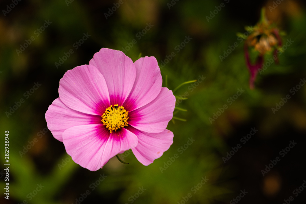 Obraz premium Fleur et bokeh