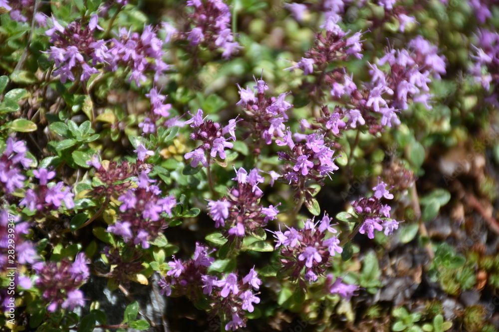 Thymian Heilkraut Gewürz Thymian Heilkraut Gewürz