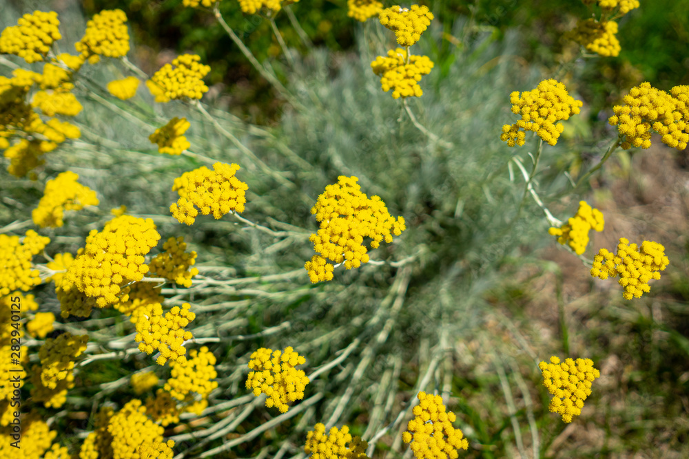 Obraz premium Flowers of Achillea filipendulina. Close-up. Background