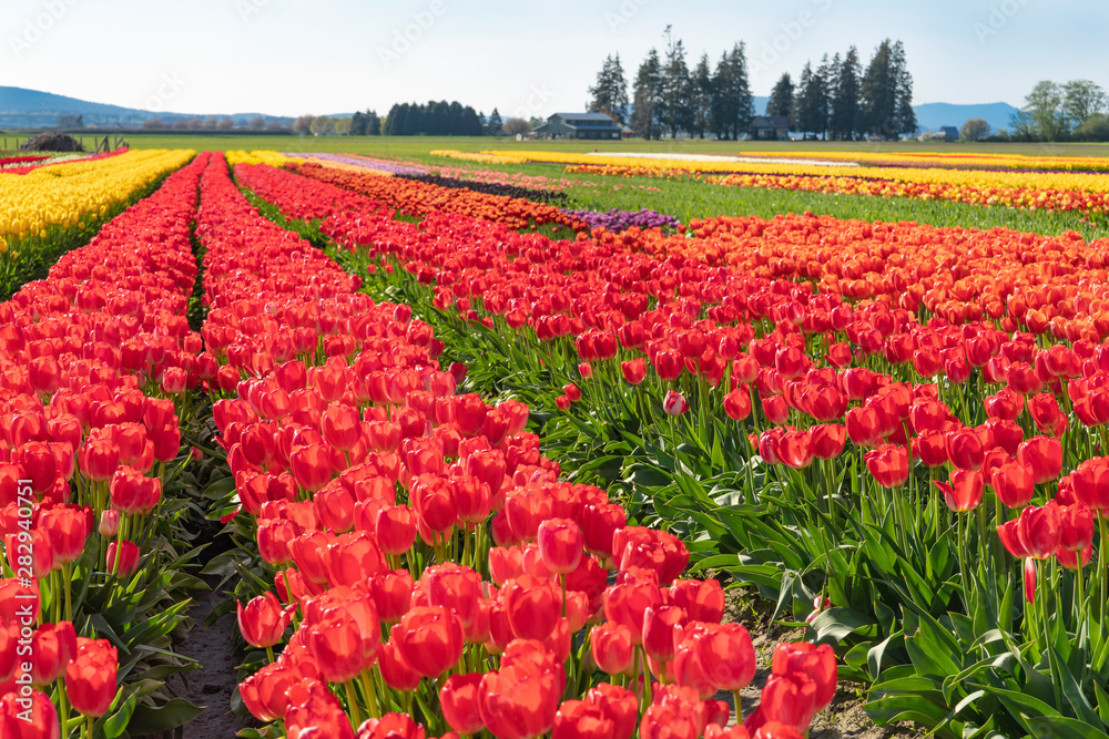 Red, yellow, orange, multi-colored tulip fields.