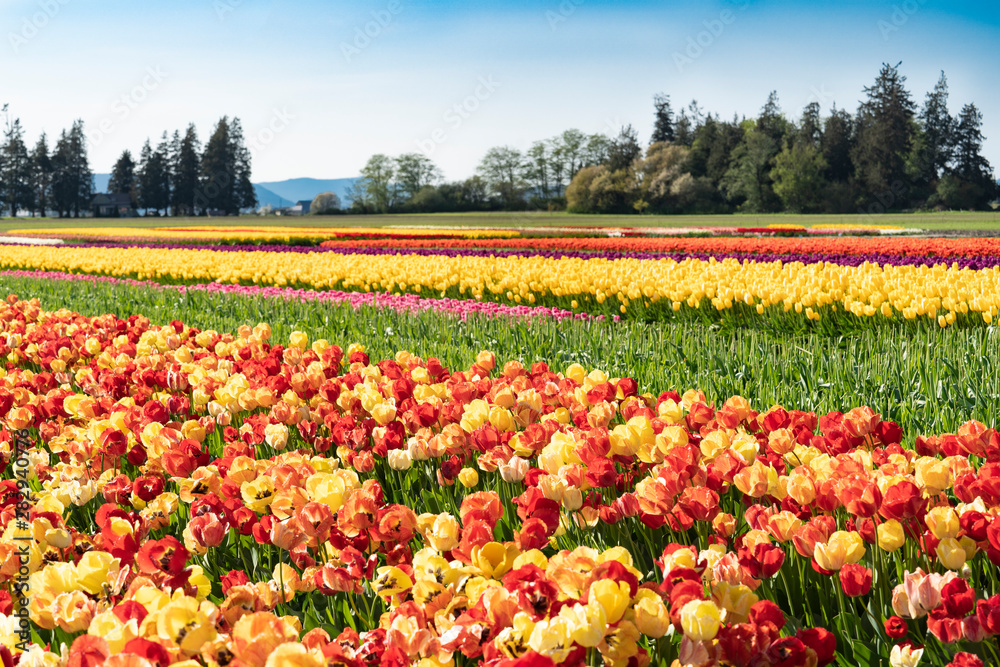 Multi-colored bright tulip fields. 