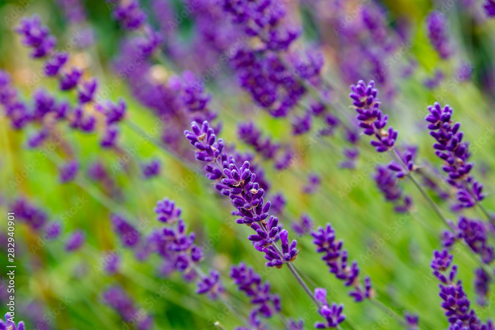 Lavender blooms in the garden. Aromatic and medicinal plants in the garden. Purple and blue lavender flowers. Natural background of lavender plants. Lavender blooms in the garden. Aromatic and medicinal plants in the garden. Purple and blue lavender flowers. Natural background of lavender plants.