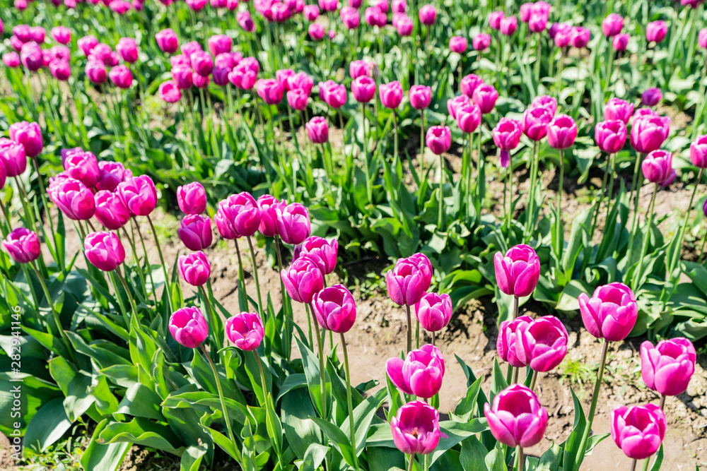 Vibrant pink tulips in field rows. Vibrant pink tulips in field rows.