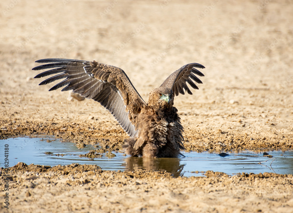Fototapeta premium Immature Bateleur Eagle