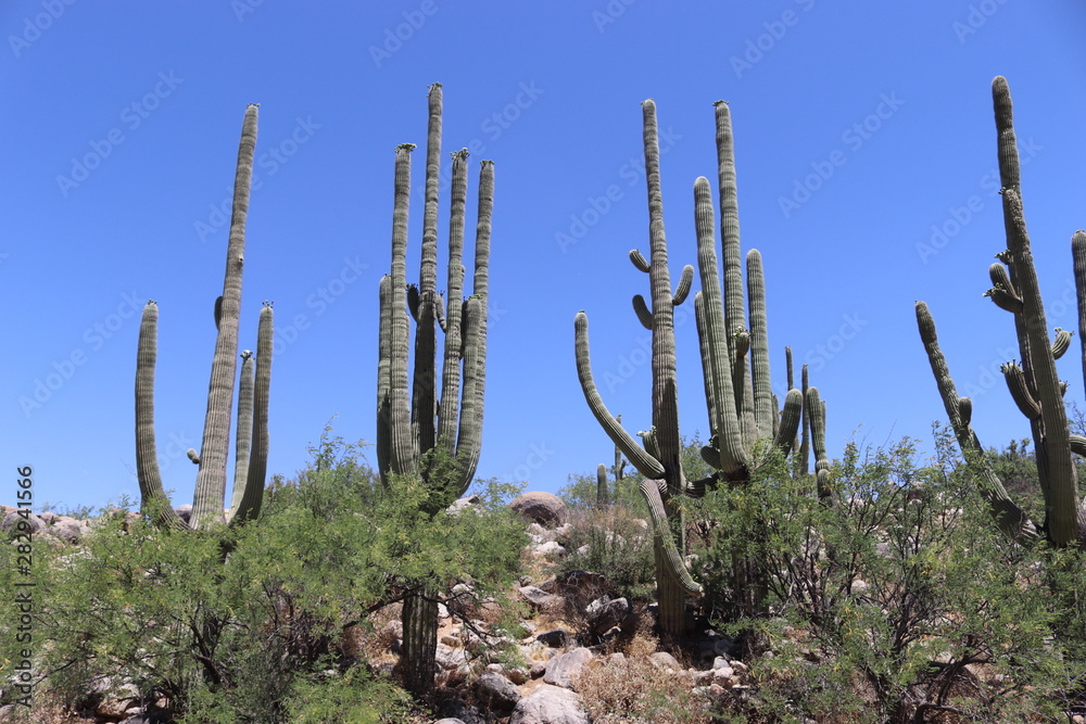 cactus in desert