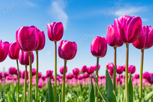 Bright pink tulips against blue sky.