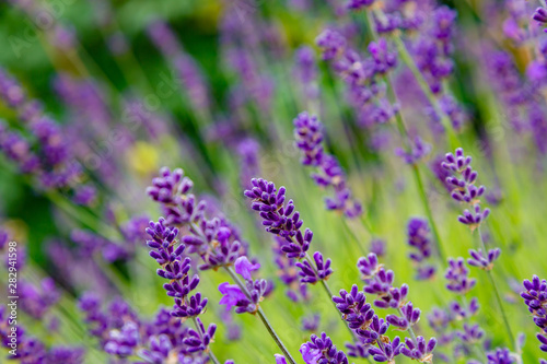 Lavender blooms in the garden. Aromatic and medicinal plants in the garden. Purple and blue lavender flowers. Natural background of lavender plants.