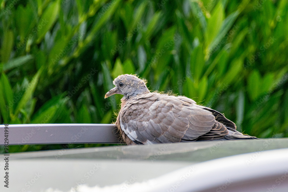 Wood pigeon fledgling resting on a car roof Wood pigeon fledgling resting on a car roof