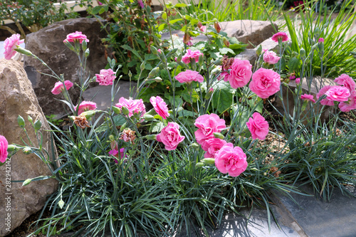 Fotografie Pink carnations on flower bed.