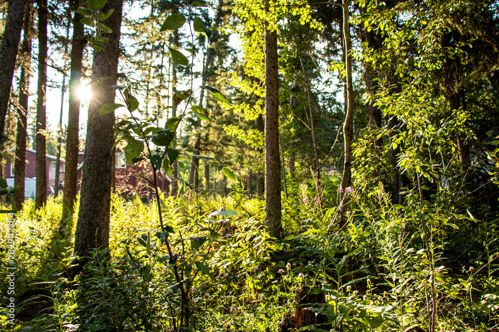 Obraz premium Sunrise in the Forest