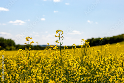 Принти на полотні Canola Field in Saskatchewan