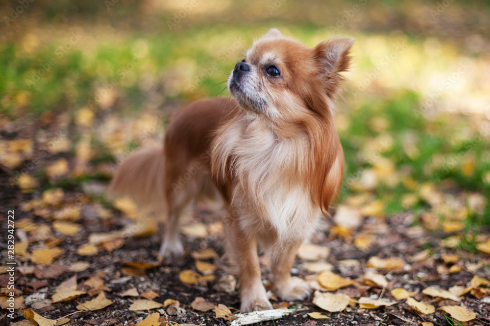 cute Chihuahua dog for a walk in autumn park