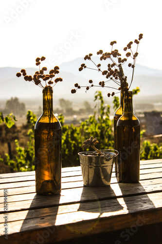 Viñedo, Valle de Guadalupe, México