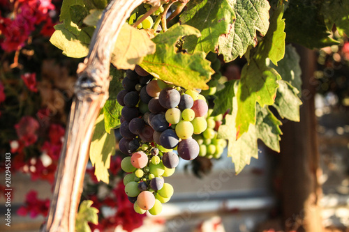Uvas de colores viñedos de Valle de Guadalupe