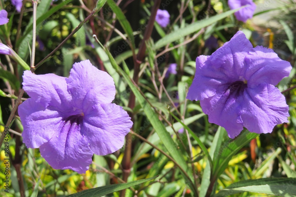 Purple petunia flowers in Florida nature, closeup Purple petunia flowers in Florida nature, closeup
