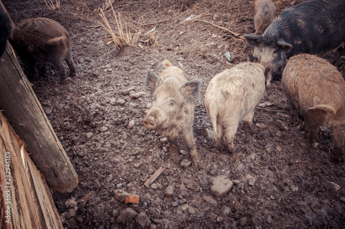 Domestic boars in the paddock