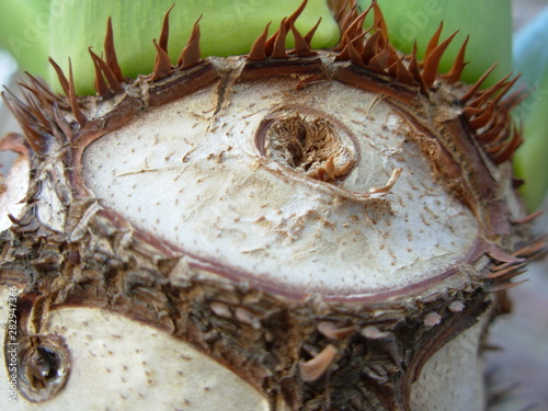 eye on plant