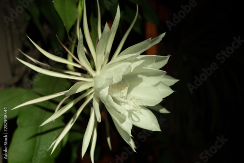 Close up of a night-blooming Cereus flower or Queen of the Night
