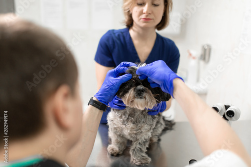 A veterinary ophthalmologist makes a medical procedure, examines the eyes of a dog with an injured eye and an assisent helps her to hold her head..A veterinarian makes biomicroscopy using a slit lamp photo