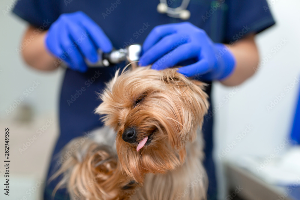 Funny Dog Breed Yorkshire Terrier On Examination At The Vet A Funny Dog Breed Yorkshire Terrier On Examination At The Vet A