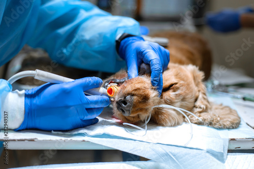 Veterinary dentistry. Dentist surgeon veterinarian cleans and treats a dog's teeth under anesthesia on the operating table in a veterinary clinic. Ultrasonic scaler in the hands of a close-up