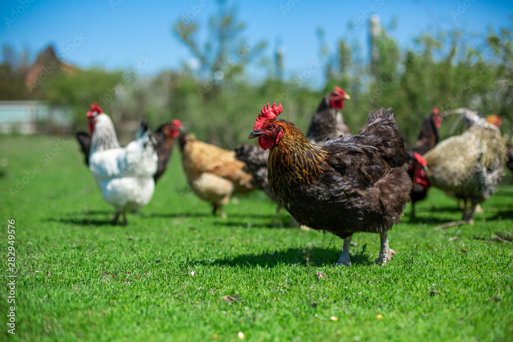 Fototapeta premium rooster and chickens graze on green grass. Livestock in the village