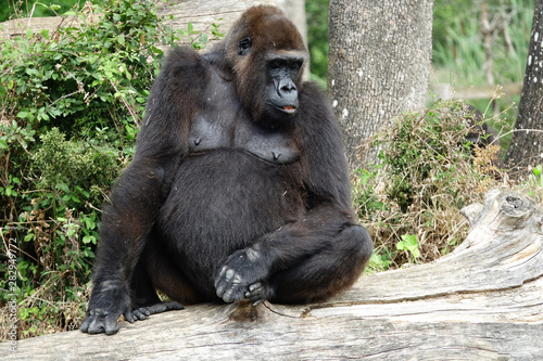 Gorille assis sur un arbre mort