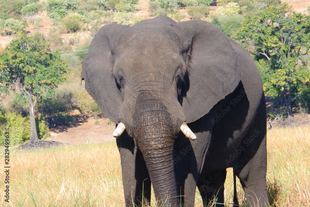 Fototapeta premium Chobe river elephant