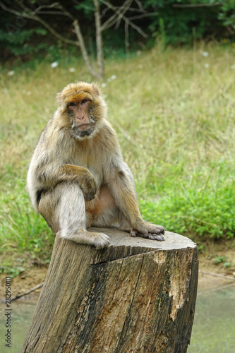Macaque berbère zen sur son arbre
