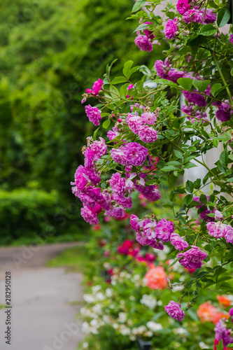Beautiful purple climbing rose in the garden. Blooming rosa flowers and leaves in natural background. Floral background.