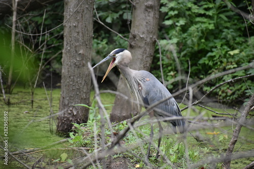 Blue Heron with Open Mouth