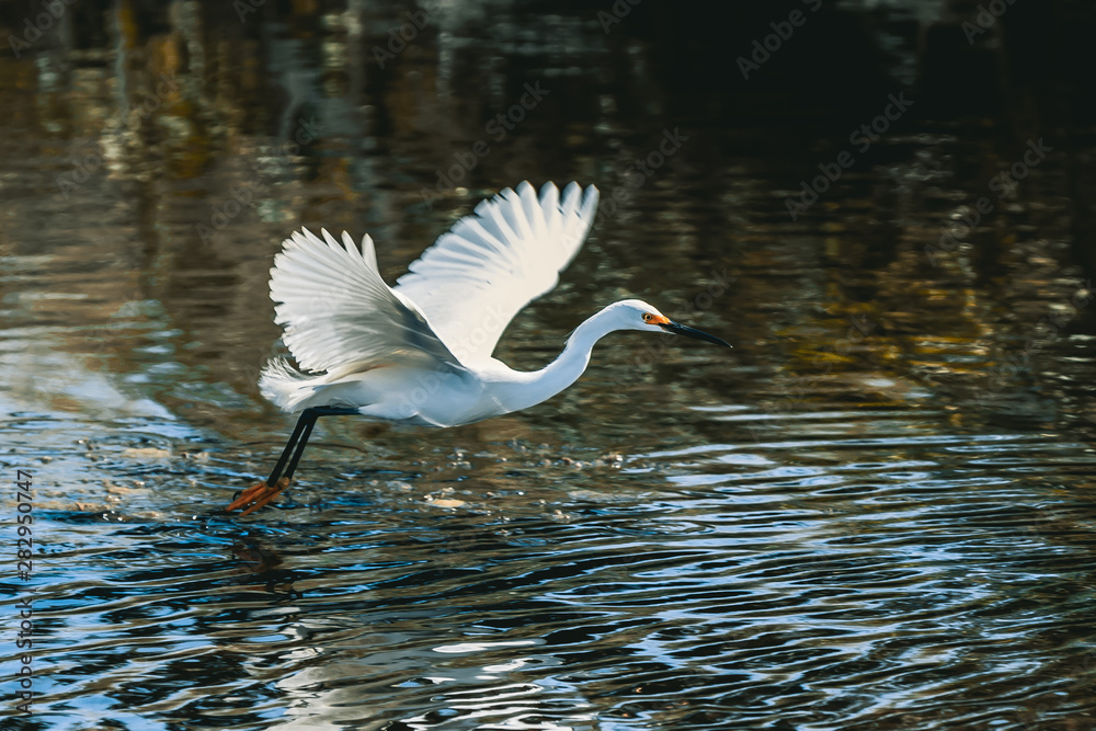 Snowy Egret taking flight at Merritt Island National Wildlife Refuge in Florida. Snowy Egret taking flight at Merritt Island National Wildlife Refuge in Florida.