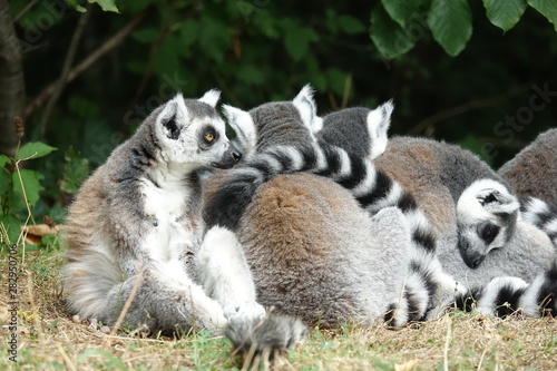groupe de Maki Catta