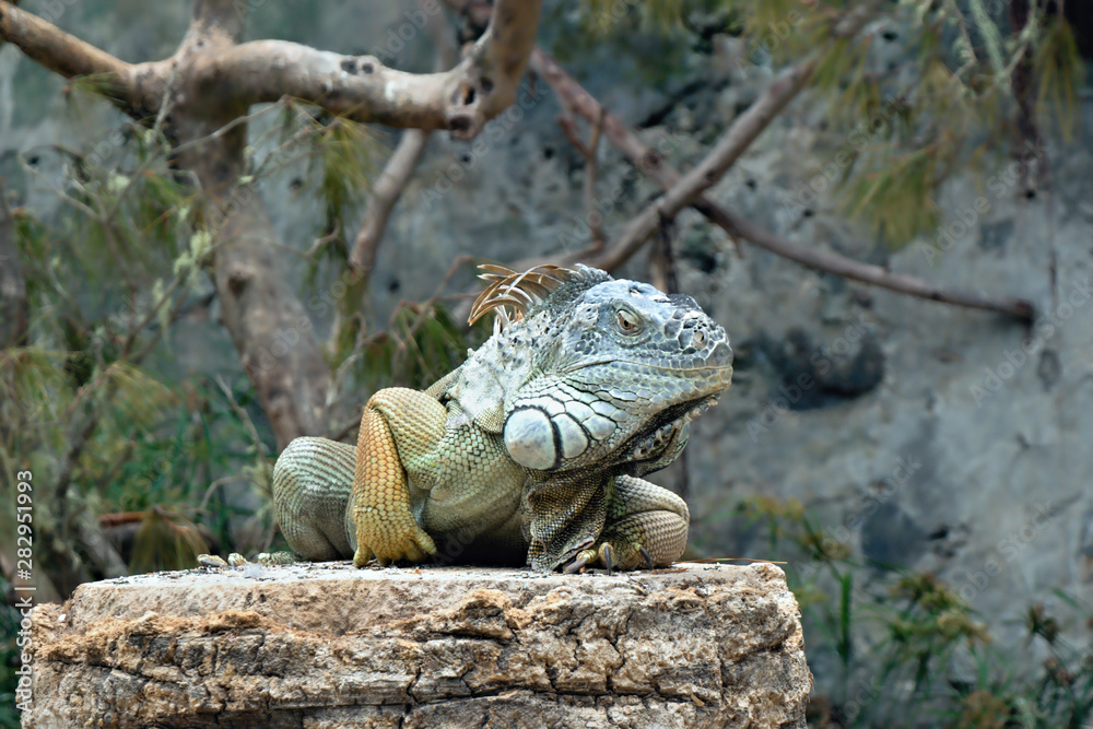A large adult iguana with different shades of green and blue as well as a little bit of yellow A large adult iguana with different shades of green and blue as well as a little bit of yellow