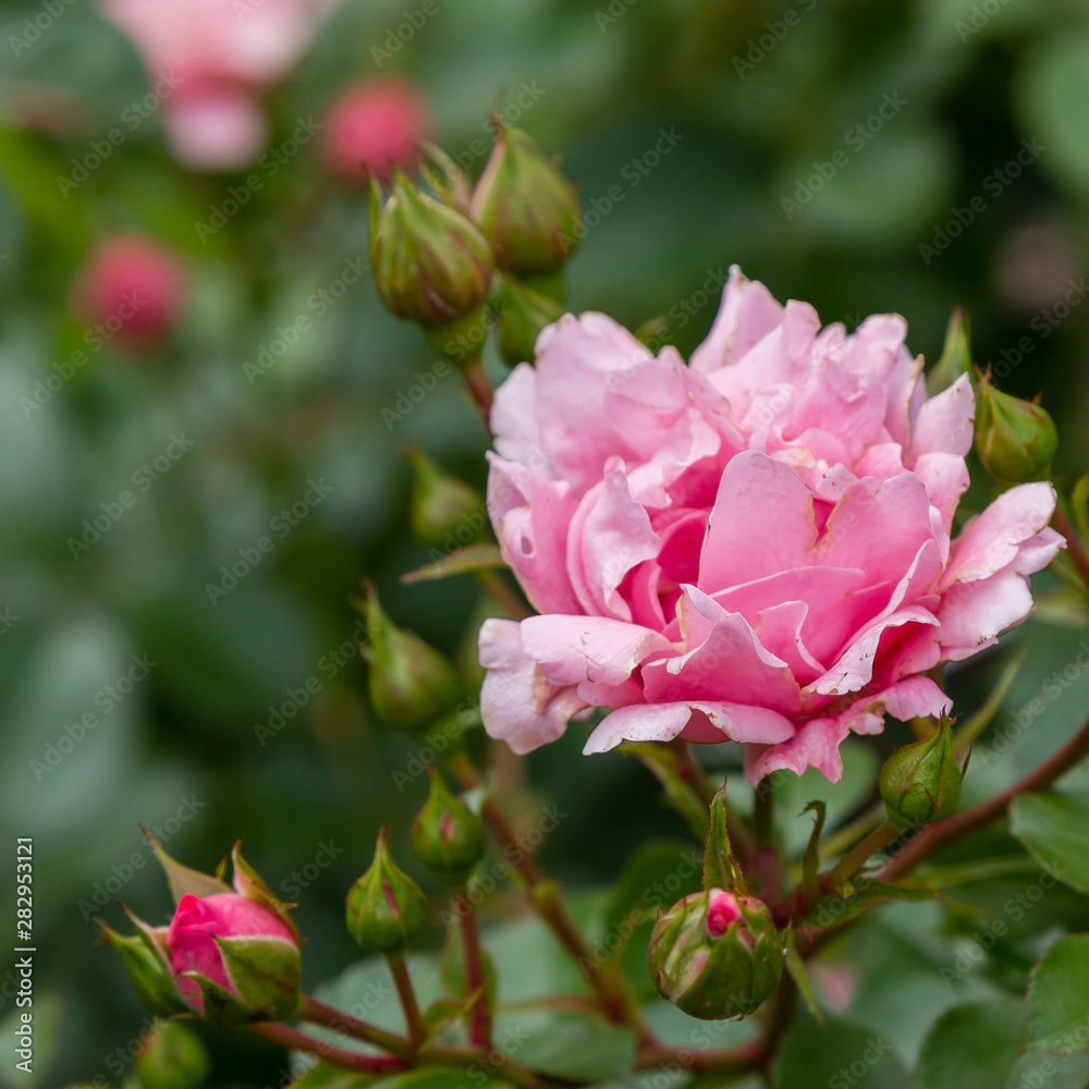 Beautiful pink roses close up in the garden. Blooming rosa flowers and leaves in natural background. Floral background. Beautiful pink roses close up in the garden. Blooming rosa flowers and leaves in natural background. Floral background.